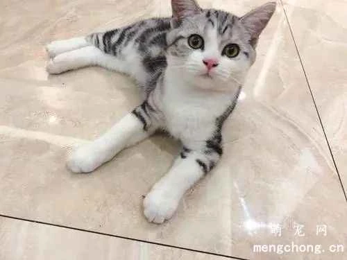 Do senior cats need to choose cat food with high protein content?