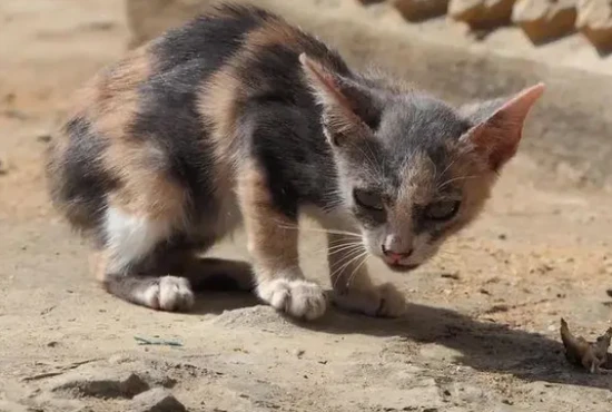 12 behaviors that indicate a cat has been abandoned