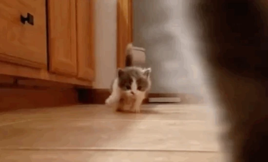 Cat feeding guide for each stage – find the one that suits you!