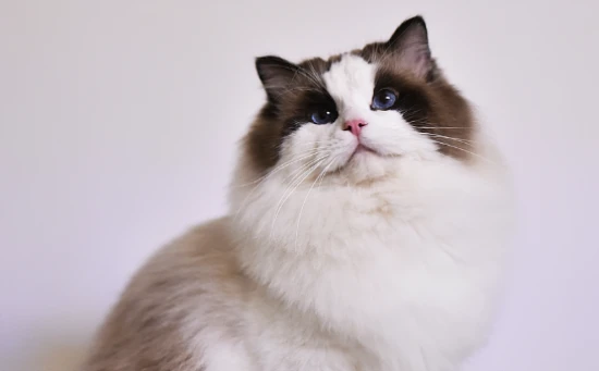 Which type of cat is more docile and easier to care for?