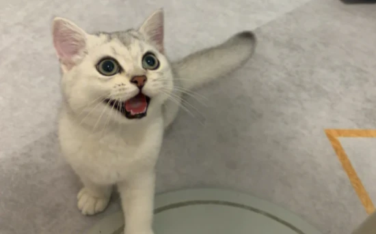 Do shaded cats shed easily?