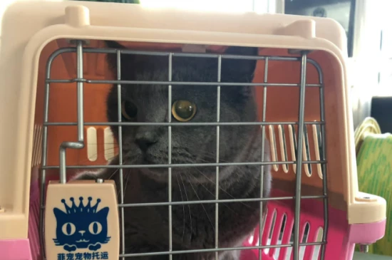 How to bring a cat home from another province?