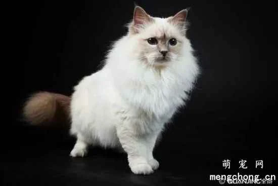 The history and origins of Burmese cats