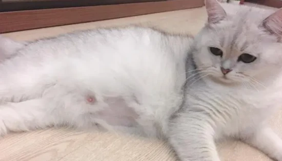 What are the two eggs on the back of the female cat?