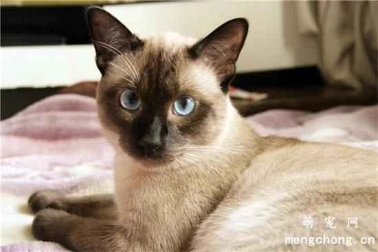 Cat stress response manifestations and coping methods