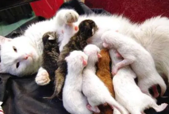 Postpartum lactation recipes for mother cats