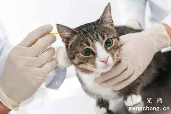 What causes a cat's ears to smell bad? How do I clean their ears?