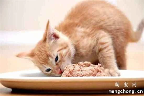 What energy and nutritional needs should high-quality cat food meet?