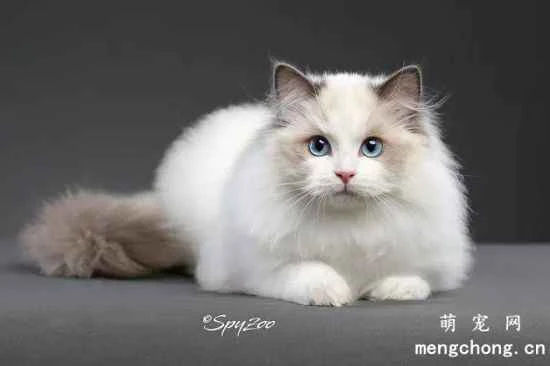 What is the function of a cat's coat system?