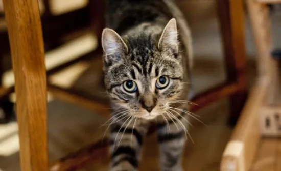 猫咪知道自己被遗弃了吗？