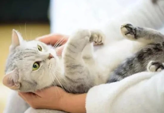 Don't know how to pet a cat properly? 6 tips to teach you the correct way to pet your cat – a must-read for cat owners!
