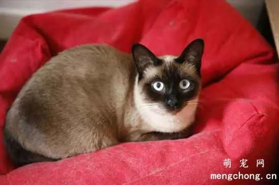 Siamese cat CFA standard