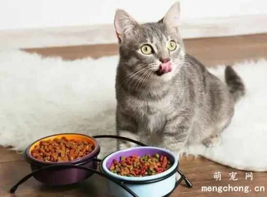 What are the advantages and disadvantages of dry food versus wet food? How should I mix and match food for my cat?