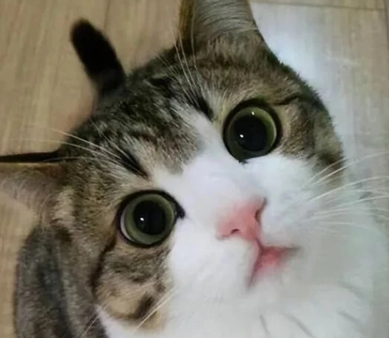 How do cats distinguish between their "owner" and "other people"?