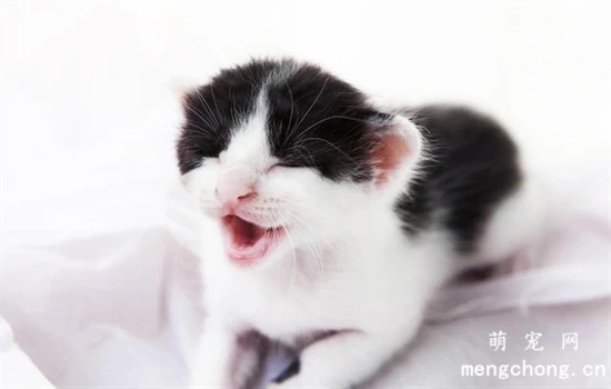 Questions about feline dental diseases and methods of dental care.