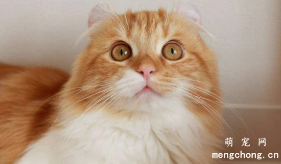 What precautions should be taken when using a litter box for an older cat?