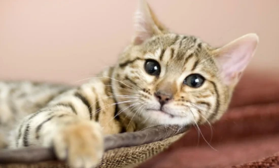 What is a hanging cat?