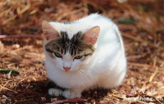 What should families with cats pay attention to when decorating?