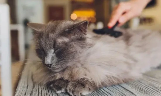 Is jasmine poisonous to cats?