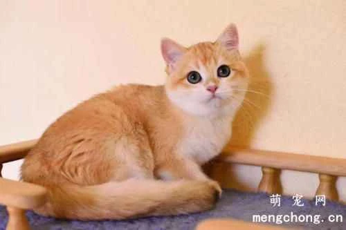 What do you need to prepare before using cat litter for your pet cat?