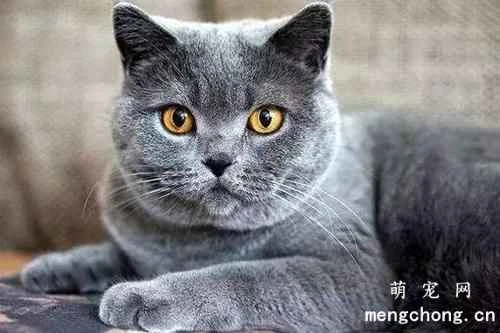 Easily overlooked "cat distress signals"? Different cat behaviors have different meanings.