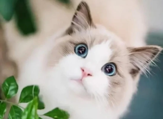 How to choose auspicious and lucky names for your pet cat?