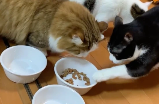 Why do cats always leave a little bit of food in their bowls and not eat it?