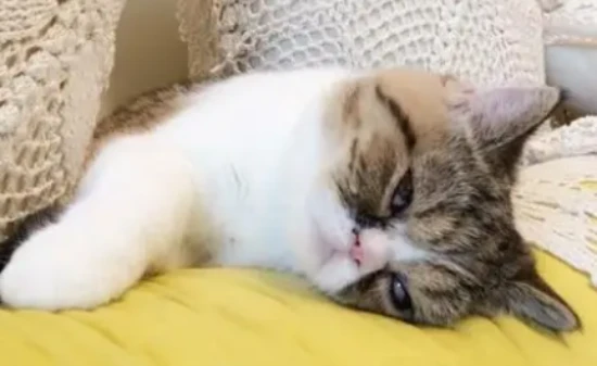 Will a cat become depressed if it's left alone at home?