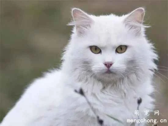 Angora cat's living habits and personality traits