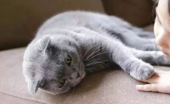 Flowers you shouldn't buy if you own a cat