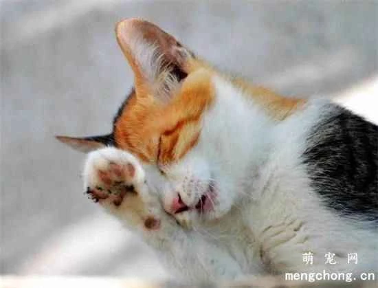 Causes of bad breath in cats and methods to check for bad breath in cats