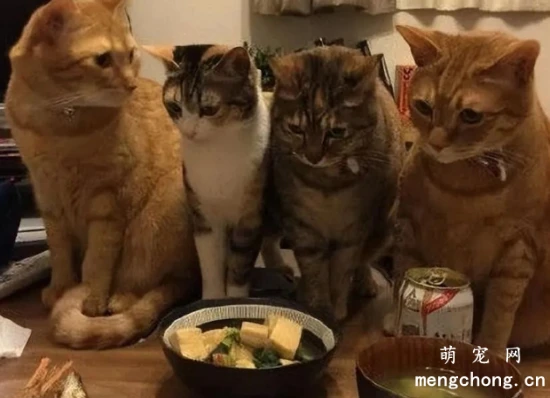 猫咪一生的“6大”愿望，要是都满足了，它会对你死心塌地