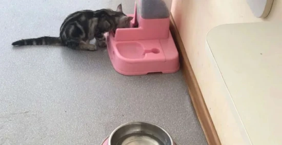 哪些食物猫咪误食会导致死亡