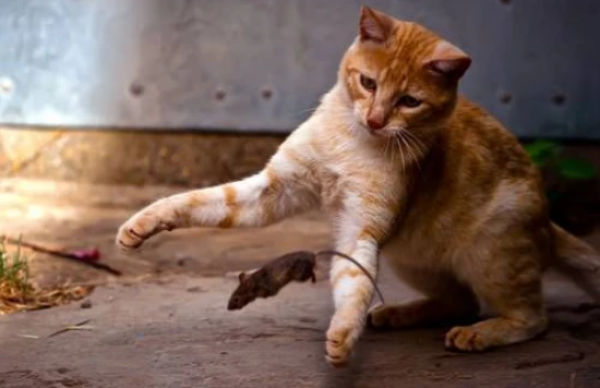 Is catching mice a cat's instinct?