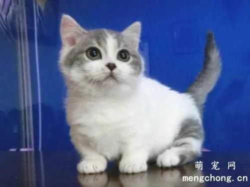 What are the dangers of excessive stress for cats?