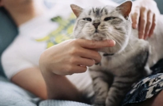 Cat odor control tips