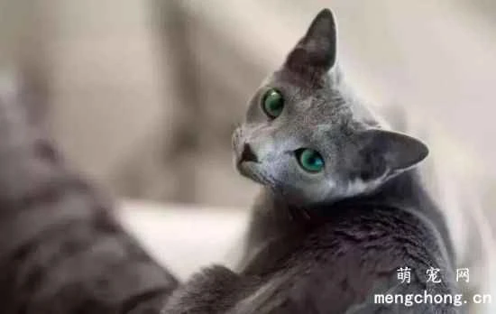 Russian Blue Cat History and Origins
