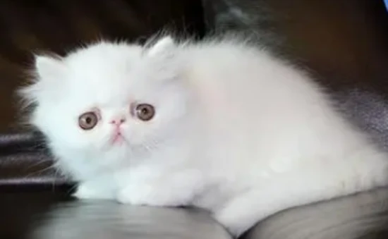 Can kittens drink lactose-free milk?