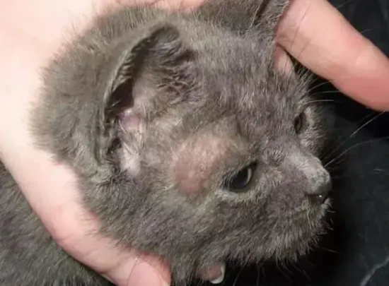 What are the initial symptoms of ringworm in cats?