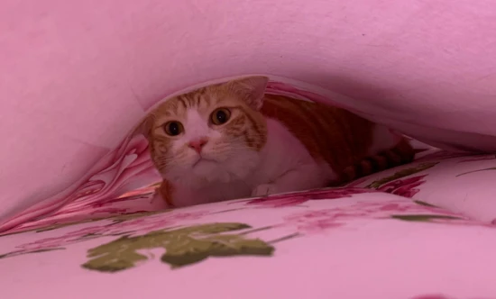 Why does the cat crawl under the bed sheet?