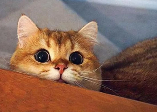 Cat names that will make you laugh to death