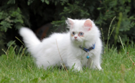 Which cartoon features Mary Cat?