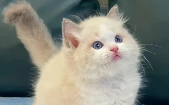 How much can you earn selling cats in a year?