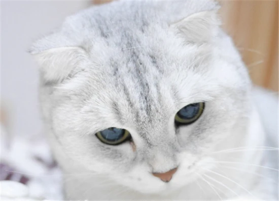 What kind of person was a cat in their past life?