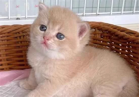 What color are the eyes of the purple-gold cat?