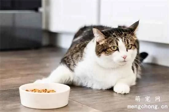 Why won't my cat eat its cat food?