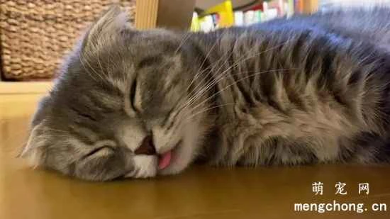 Why do cats love to sleep so much? How long do cats need to sleep?