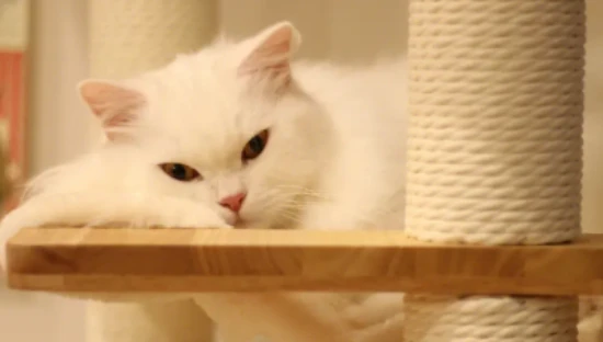 Essential tips for raising cats