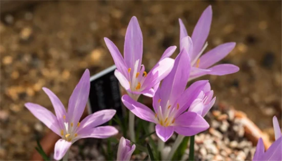 Which plants are poisonous to cats?