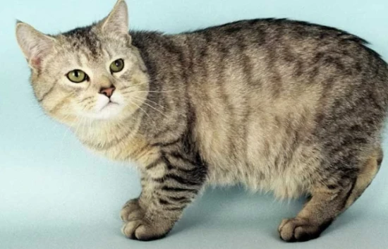 The personality of the Isle of Man cat